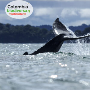Bahía Solano con avistamiento de ballenas
