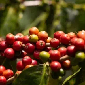 Ruta del café, eje cafetero