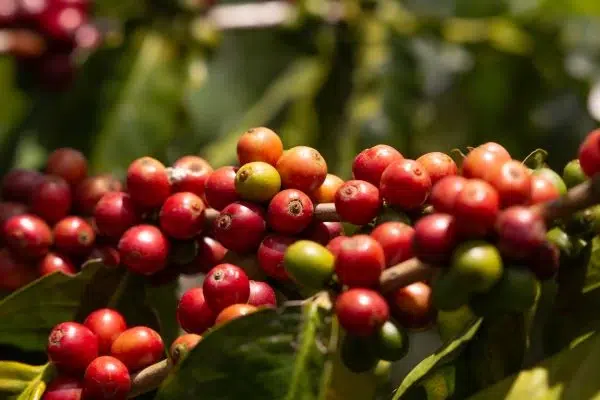 Ruta del café, eje cafetero