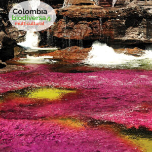 Maravíllate con Caño Cristales