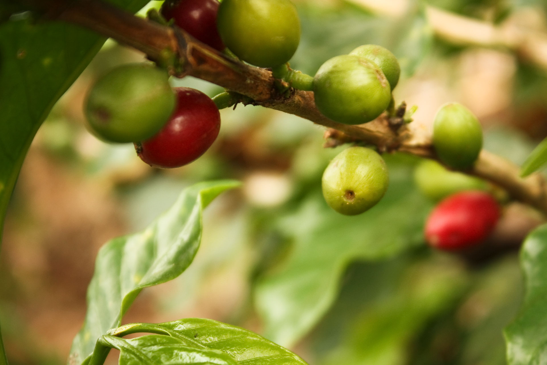 Vive-el-Eje-Cafetero-78.jpg